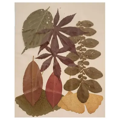 Колажи с листа