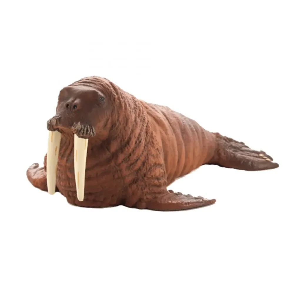 Морж